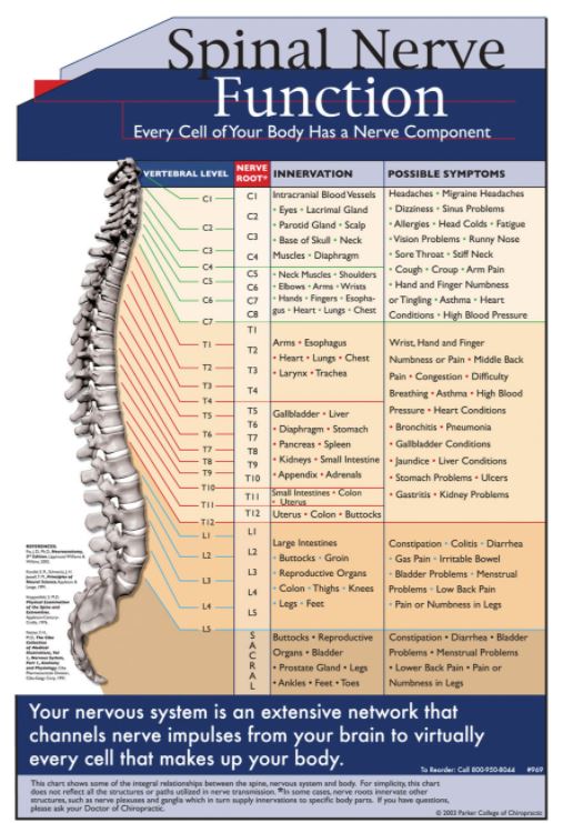 Check Out our Favorite Chart - Stones River Chiropractic